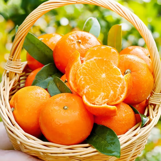 Cam đường(cam Ôn châu) tươi ngon